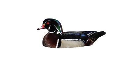 tahta ördek, aix sponsa,