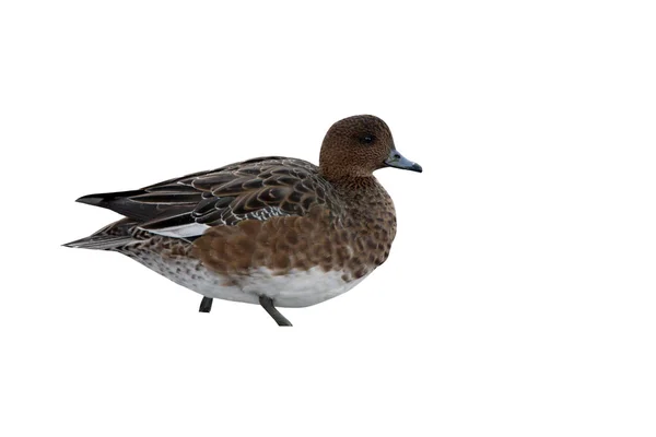 Wigeon, Anas pénélope — Photo