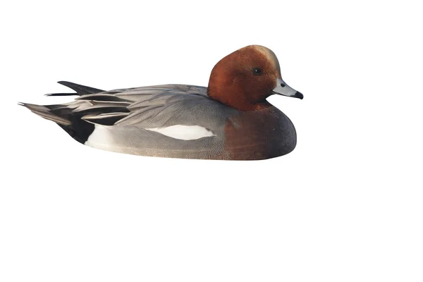 Wigeon, Anas Penelope — Fotografia de Stock