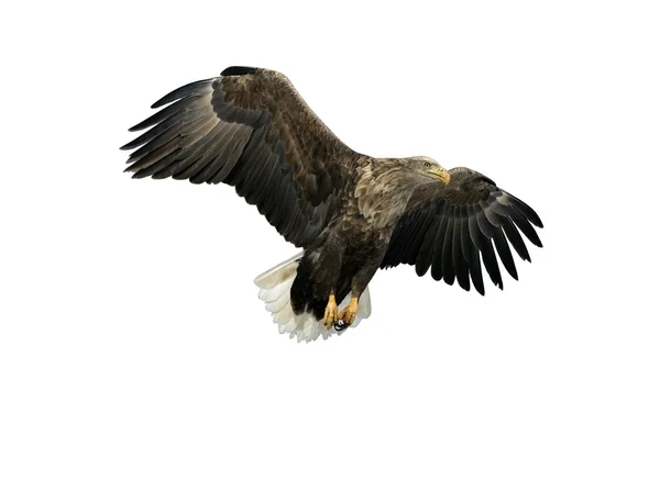 White-tailed sea-eagle, Haliaeetus albicilla — Stock Photo, Image