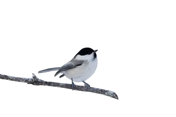 Ивовая синица, Parus montanus borealis — стоковое фото