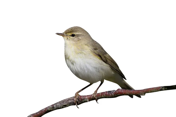 Willow çıvgın, phylloscopus trochilus — Stok fotoğraf