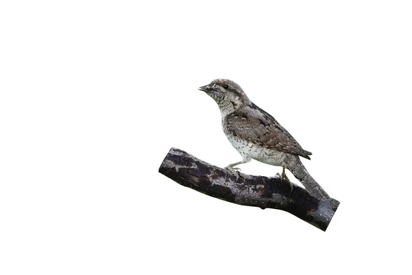 Wryneck, бренді torquilla — стокове фото