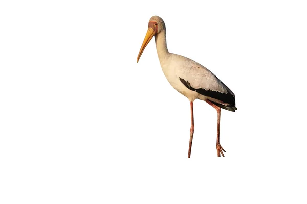 Yellow-billed stork, Mycteria ibis — Stock Photo, Image
