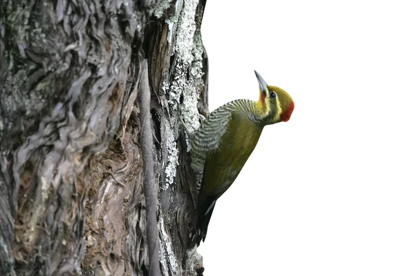 Yellow-browed woodpecker, Piculus aurulentus — Stock Photo, Image