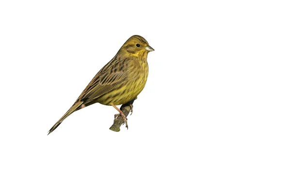 Yellowhammer, Emberiza citrinella — Stock Photo, Image