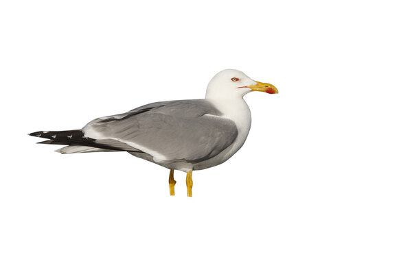 Yellow-legged gull, Larus cachinnans