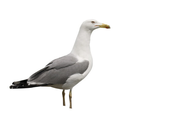 Yellow-legged gull, Larus michahellis