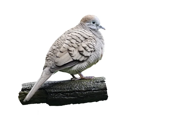 Зебра голуб, Geopelia striata — стокове фото