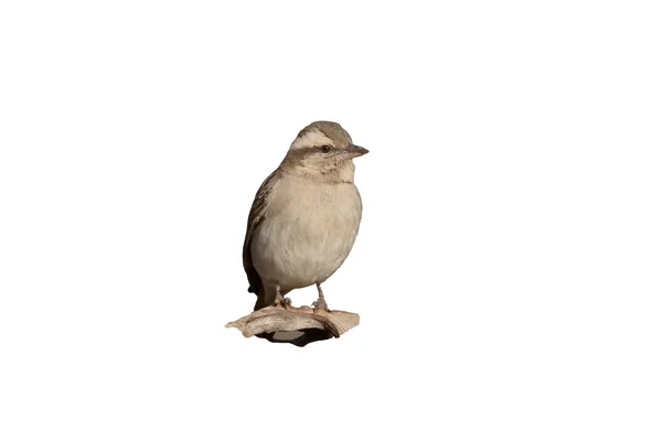 Yellow-throated sparrow or yellow-throated petronia, Petronia superciliaris — Stock Photo, Image