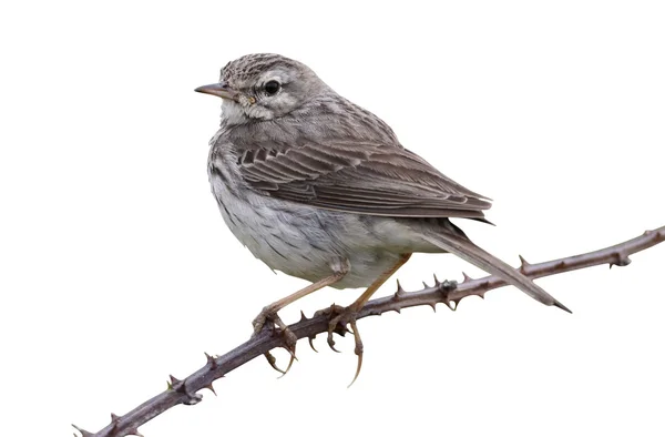 Berthelots incir kuşu, Anthus berthelotii maderensis — Stok fotoğraf