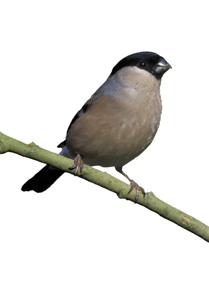 Bullfinch, Pyrrhula pyrrhula — Stock Photo, Image