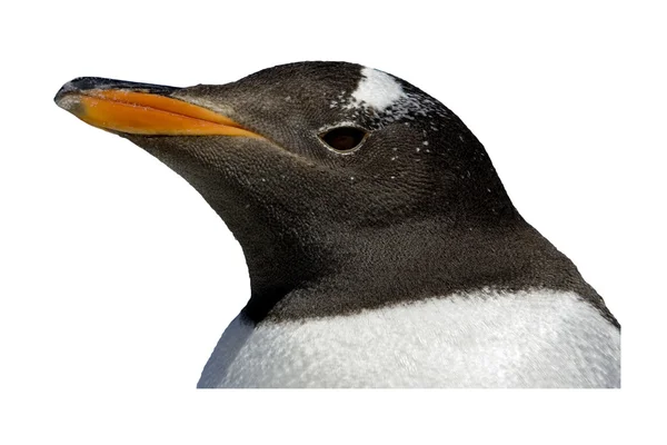 Pingüino Gentoo, Pygoscelis papua — Foto de Stock