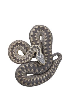 Engerek, vipera berus