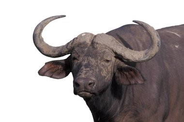 Afrika manda, syncerus caffer