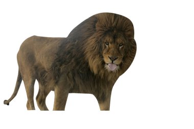 Berberi aslanı, panthera leo leo 