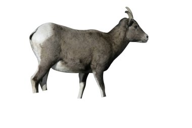 великий Ріг овець, puma concolor,