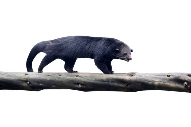 Bintorong, Arctictis binturong