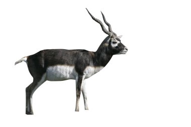 Blackbuck, Antilope cervicapra clipart