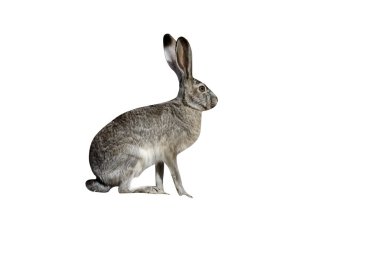 Black-tailed jack rabbit, Lepus californicus clipart