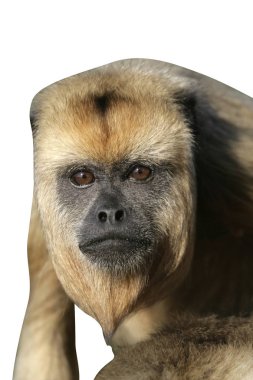 siyah uluyan maymun, alouatta caraya