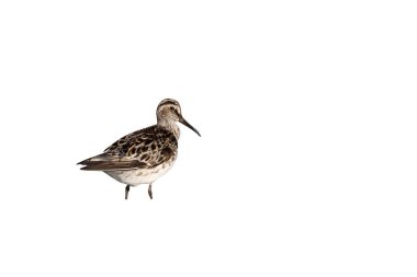 Geniş gagalı sandpiper, Limicola falcinellus