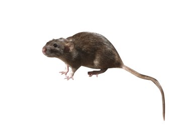Brown rat rattus norvegicus