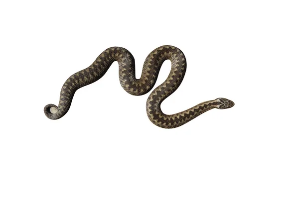 Adder, berus de Vipera — Foto de Stock