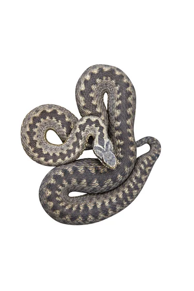 Adder, Vipera berus — Zdjęcie stockowe