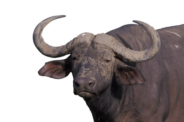 Африканский буйвол, Syncerus caffer
