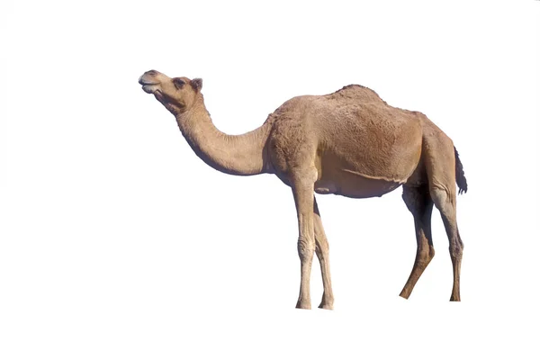 Arabský nebo velbloud jednohrbý velbloud, camelus dromedarius — Stock fotografie