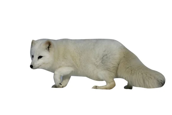 Raposa ártica, Alopex lagopus — Fotografia de Stock