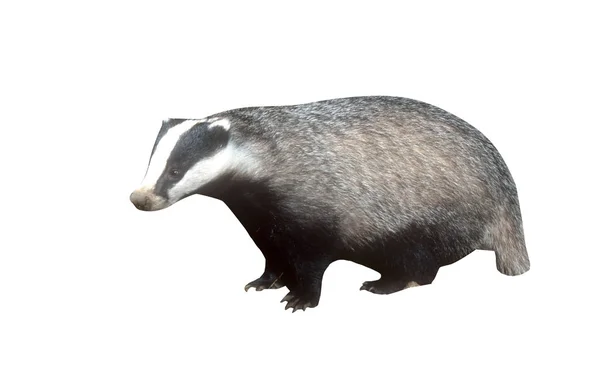 Badger, Meles meleleh — Stok Foto