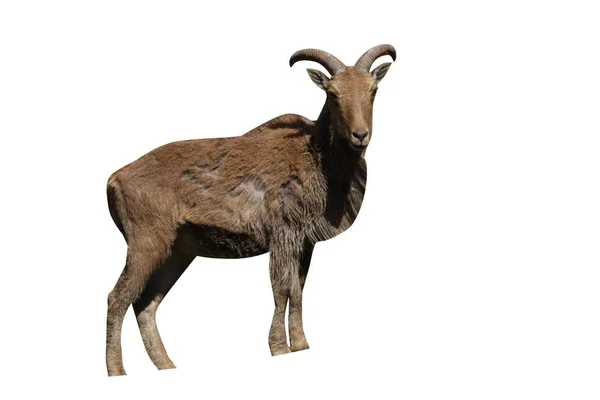 Ovinos bárbaros ou muflões, Ammotragus lervia — Fotografia de Stock