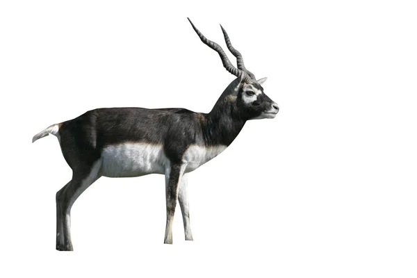 Antilopa Jelení, lat. antilope cervicapra — Stock fotografie