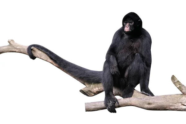 Černý-stál před spider monkey, ateles chamek — Stock fotografie