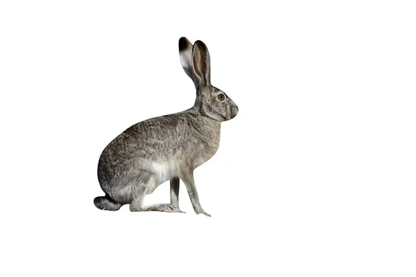 Lapin gris à queue noire, Lepus californicus — Photo