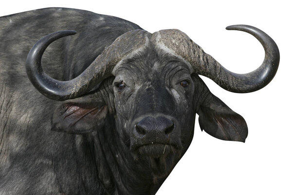 Кейп-буйвол, кофеварка Syncerus
