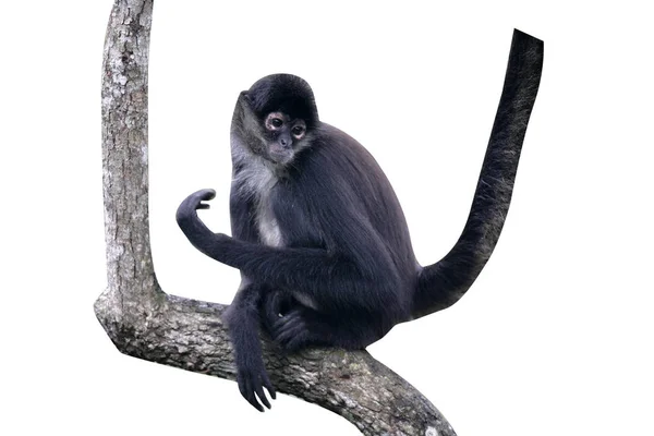 Czepiak lub Geoffroys spider monkey, Ateles geoffroyi — Zdjęcie stockowe