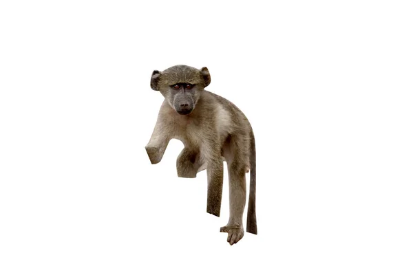 Chacma baboon, 35 лет, Papio ursinus — стоковое фото