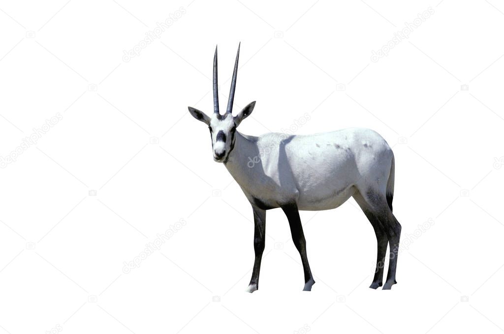 ARABIAN ORYX, Oryx leucoryx