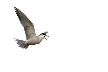 Yaygın Tern, Sterna hirundo