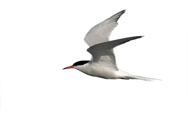 Yaygın Tern, Sterna hirundo