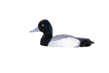 büyük scaup, aythya marila