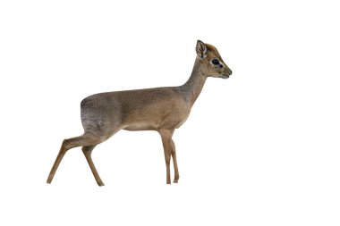 Kirk ün dikdik, rhynchotragus kirki,       