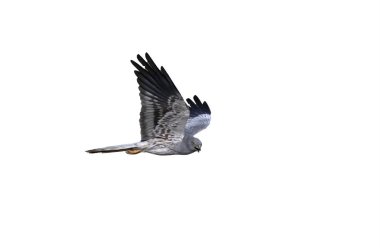 Montagus harrier, Circus pygargus