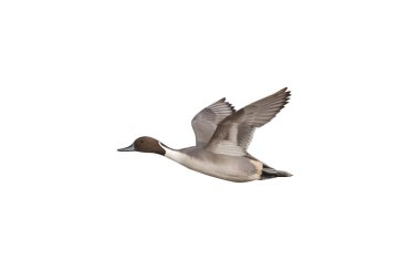 Kuzey Kılkuyruk, anas acuta