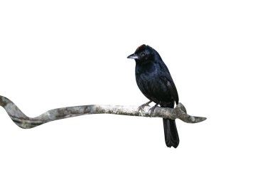 yakut tepeli tanager, tachyphonus coronatus