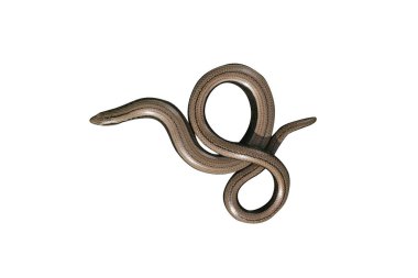 yavaş solucan, anguis fragilis,