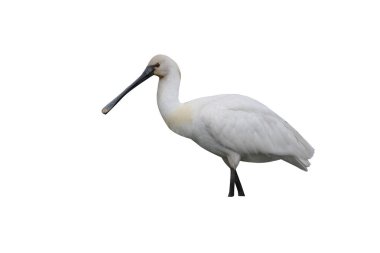 kaşıkçı, platalea leucorodia 